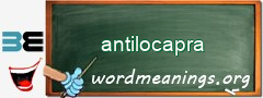 WordMeaning blackboard for antilocapra